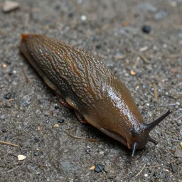 a super land slug, full body, land slug body, very realistic, very consistent, 8 k, highly detail