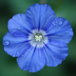 a blue flower with water droplets on it, a macro photograph by kume keiichiro, trending on unsplash, photorealism, photo taken with ektachrome, photo taken with provia, shallow depth of field