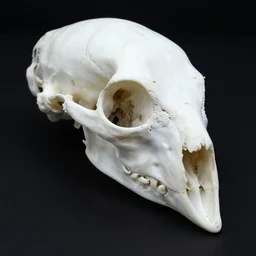 white bird head made of bones without eyes