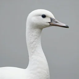 portrait of ryan gosling with a long neck a beak and white feathers, white feather suit, natural light, sharp, detailed face, magazine, press, photo, steve mccurry, david lazar, canon, nikon, focus