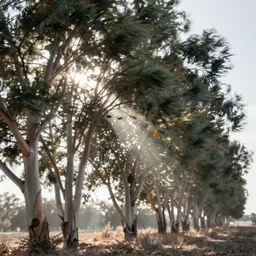 long exposure photograph of eucalyptus trees, strong wind, back light, sony ar 7 ii, photographed by julie blackmon