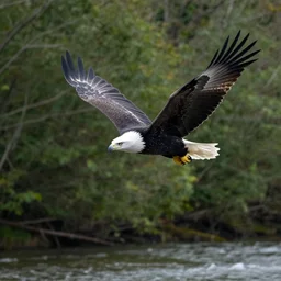 a black and white eagle, flying over a forest with a river