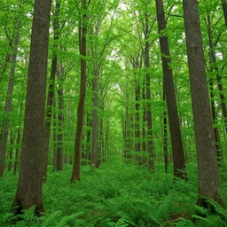 bright green anume forest