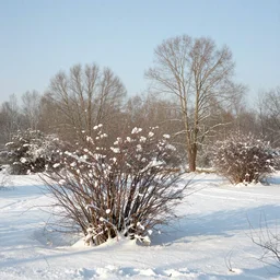 a winter landscape with shrubs and trees on a clear day, in romantic style