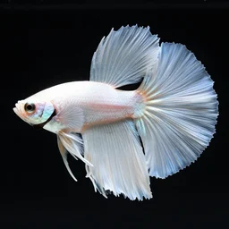 a graceful iridescent white betta fish with long swirling fins, black-water-background