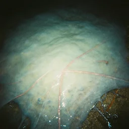 1 9 9 3, alien encounter captured with a disposable camera, flash, pov, slime, veins, wet