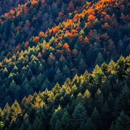 A forest landscape with different hues of blue and green and orange