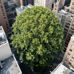 aerial photo the tallest tree in the world in the middle of newyork