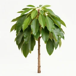 an emma watson avocado tree