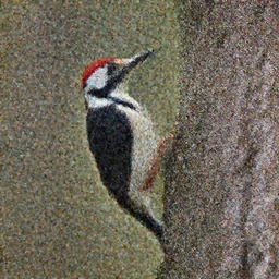 a photograph by Eliot Porter of a woodpecker in a forest
