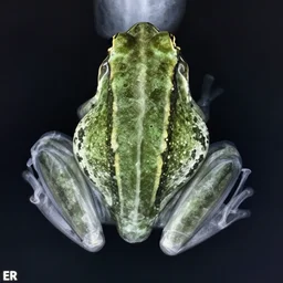 x ray of a frog | medical