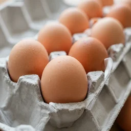 eggs in a conga line