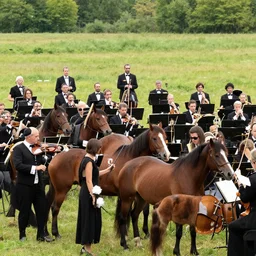 an orchestra composed of horses