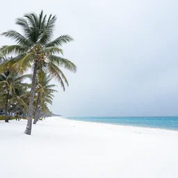, snow, snowstorm, tropical beach, palm trees, rule of thirds, blue water in the right, landscape photo