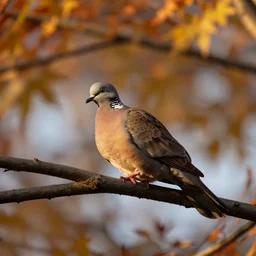 a dove sitting on a branch in autumn, sony fe 6 0 0 mm f 4. 0 gm oss, sunset