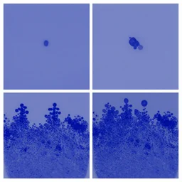 a western blot image showing to different proteins