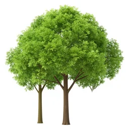 Trees with no leaves