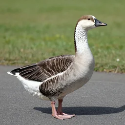 German goose