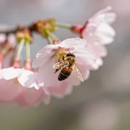 cherry blossom with a bee detail macro 5 0 mm kodak, bokeh, depth of field