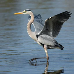 a heron starting up from water