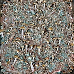 Raw meat that is growing mushrooms out of it, Realistic, HDR, HDD, Disgusting food, Really disgusting, LIKE REALLY moldy meat