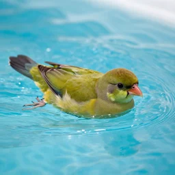 kiwi bird swimming in a pool, by quint buchholz, high quality