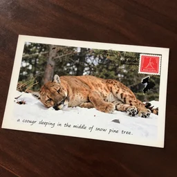 ripped up postcard showing 'a cougar sleeping in the middle of snowy pine tree' laying on coffee table with stamp and damaged due to age, zoomed out shot, HD, iphone capture