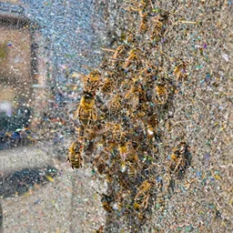 swarm of bee's. infestation in the city