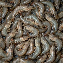 swarm of shrimp