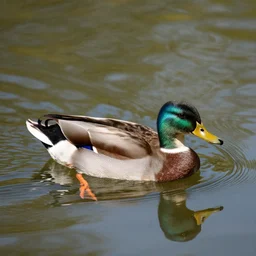 picture of a duck swimming in a small pond, photo, realism