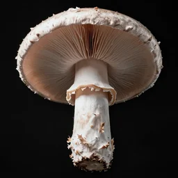 one mushroom cap, bottom view, no stipe, black background, hyper realistic, 8k, epic composition