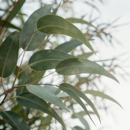 double exposure photograph of eucalyptus tree leaves, strong wind, back light, sony ar 7 ii, photographed by julie blackmon