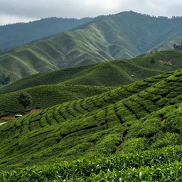 Photo of tea plantation of Cameron Highlands with rolling mountain at the background, wide angle, volumetric light, fog, mist, morning,  hyperdetailed, light water, artstation, cgsociety, 8k