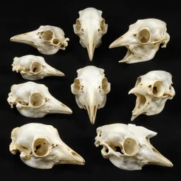 array of bird heads made of bone structure, with diapsid with a pre - lachrymal fossa, a single occipital condyl, macro photograph by naturalist museum