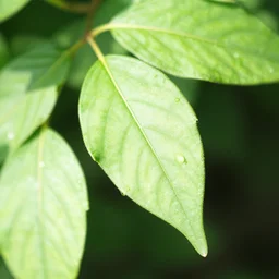 close up macro shot of leaves, high - key lightning f 2. 4