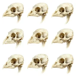 many style sheets, bird bones bird head