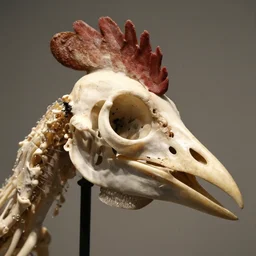 bird chondrocranium, chicken head beak bone skull, photo national museum of natural arts, birds section