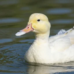 duck brushing teeth
