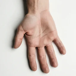photograph of a detailed hand