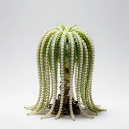 crystal string of pearls plant, high detail photograph, full body, isolated on a pure white background, centered, entire subject in frame, sharp focus, soft studio lighting