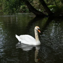 a 4 k photorealistic photo of a swan swimming in a river, ripples, reflections. shady, trees bent over river.