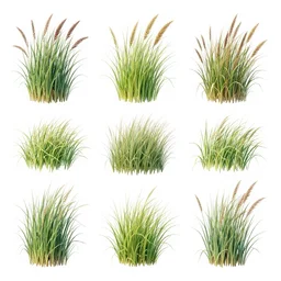 full color page scan reference sheet of various grasses on white background, matte painting