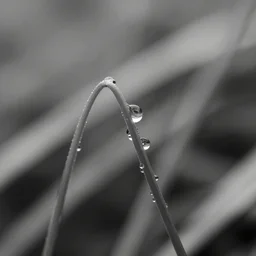 dewdrops on creeper tendrils, award winning black and white photography