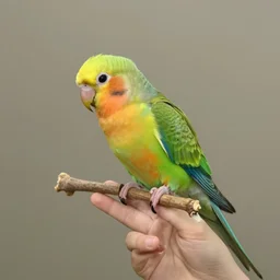 🦜👩❤💋👩👩❤💋👩👩❤💋👩