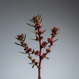 photo studio photography of a hyssop branch covered in blood, solid background, studio lighting, dramatic angles