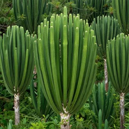 a forest of dracaena cinnabari