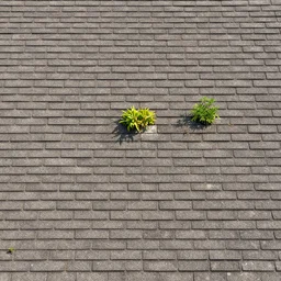 roofing texture medieval, plants growing, photo, tiled, plain view