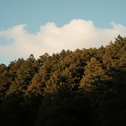 1 9 9 0 s candid 3 5 mm photo of a beautiful forest in tokyo, cinematic lighting, cinematic look, golden hour, the clouds are epic and colorful with cinematic rays of light, a man walks down the center of the forest with a beanie on, photographed by petra collins, uhd