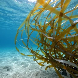 thousands of ribbons of translucent gold and silver seaweed are branching and twisting in a swift underwater current, blue water, sandy seafloor, lit from above, hyperrealistic