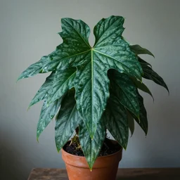 Photo of a mystical houseplant